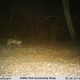 Illustration for article titled Los Angeless Celebrity Mountain Lion is Recovering from Rat Poison